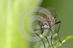 Portrait of a fly on green