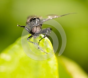Portrait of a fly on a green leaf.