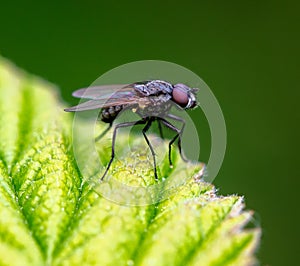 Portrait of a fly on a green leaf. Macro