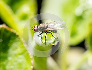 Portrait of a fly on a green leaf. Macro