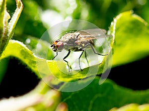 Portrait of a fly on a green leaf. Macro