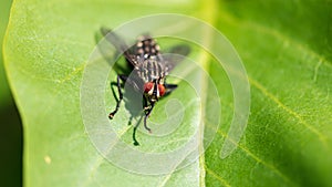 Portrait of a fly on a green leaf in the park
