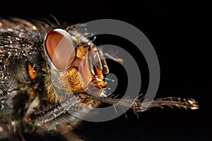 Portrait of fly. Side view