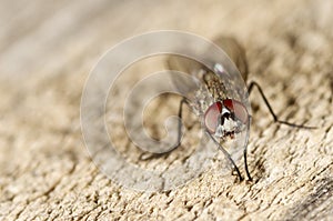 Portrait of a fly on wood