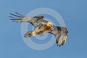 Portrait flying adult bearded vulture gypaetus barbatus, blue sky, spread wings