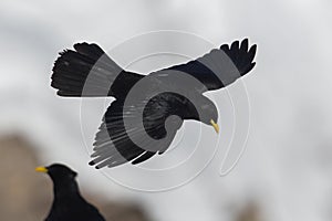 Portrait of flying alpine chough bird Pyrrhocorax graculus