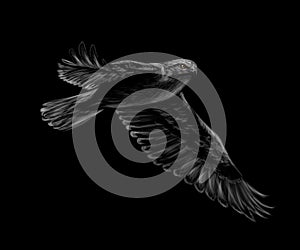 Portrait of a flying falcon on a black background.