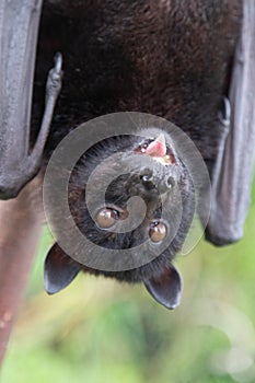 Portrait of a flying fox close-up