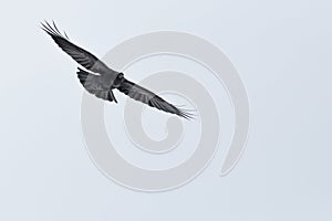 Portrait flying northern raven corvus corax spread wings, whit