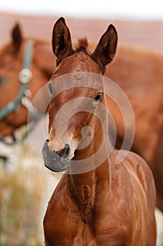 Portrait of a foal