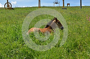 Portrait of a Foal