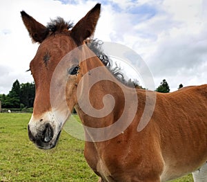 Portrait of a foal