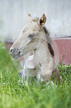 Portrait of a foal konik polski breed
