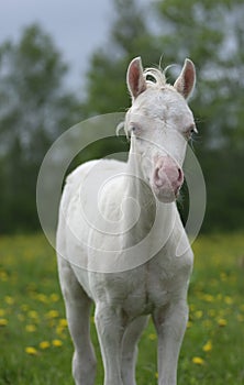 Portrait of a foal of mini-horse