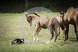 Portrait of a foal playing with a dog