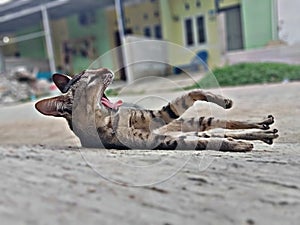 A portrait focus on a cat relaxing by the roadside with a blurring background