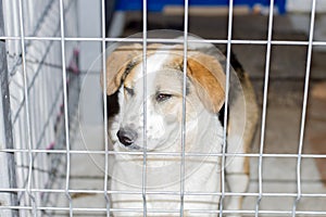 Portrait of a fold dog in a shelter cage