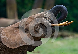 Portrait of the forest elephant.
