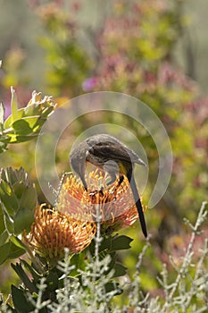 Portrait format of Cape Sugar bird, male, Promerops cafer, bending down to reach nectar