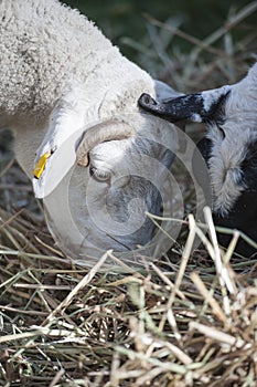 Portrait format of Dorper white headed ram with black headed dorper ewe