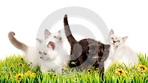 Portrait of four British Shorthair Kittens sitting, 8 weeks old,
