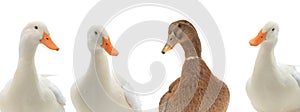 Portrait four ducks isolated on white