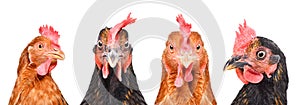 Portrait of four hens