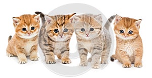Portrait of four kittens