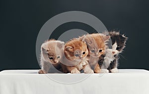 Portrait of four kittens