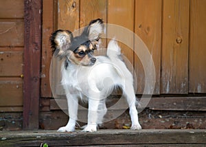 Portrait of a four month-old Papillon puppy