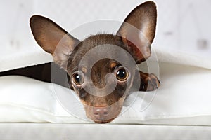 Portrait of a four month old toy Terrier puppy