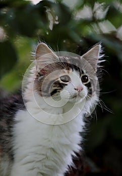 A portrait of a four months old norwegian forest cat female kitten