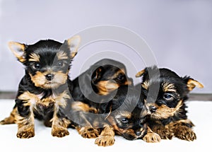 Portrait four puppies of the Yorkshire Terrier