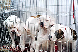 Portrait four of a sad dog puppy american bulldog in an iron cage