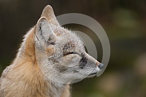 A Portrait of a fox.
