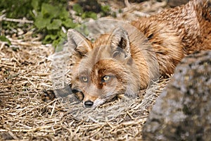 Portrait of the fox