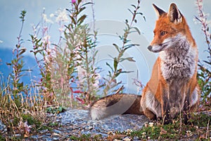 Portrait of a Fox: a friendly poser photo