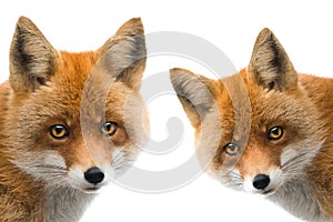 portrait fox isolated on white background