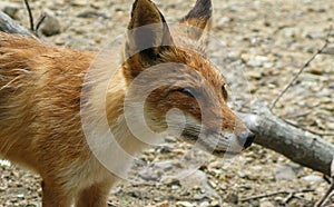 Portrait of the fox, Kunashir island, Kuril