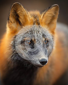 Portrait of a fox (Sivodushka - a cross between red fox and silver fox).