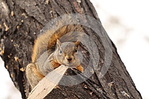 Portrait of fox squirrel, Sciurus niger, lying and relaxing on tree branch. Wildlife scene.