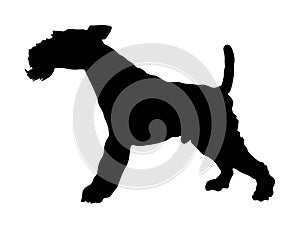 Portrait of Fox Terrier vector silhouette.
