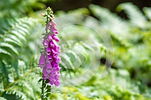 A portrait of a foxglove plant with bracken ferns in the background