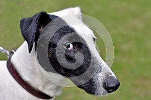 Portrait of Foxterier