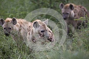 Portrait of free african spotted hyena