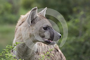 Portrait of free african spotted hyena