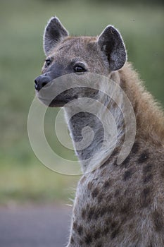 Portrait of free african spotted hyena
