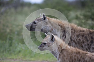 Portrait of free african spotted hyena