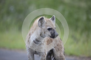 Portrait of free african spotted hyena