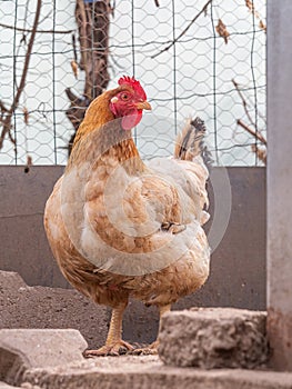 portrait of free Beautiful chicken